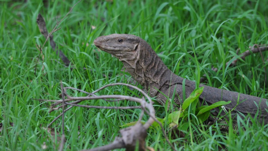 Monitor Lizard