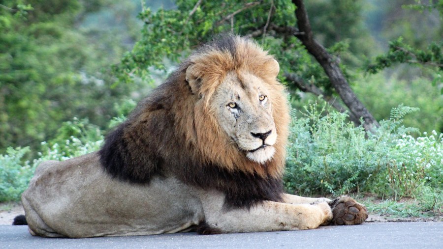 Kruger Park Lion