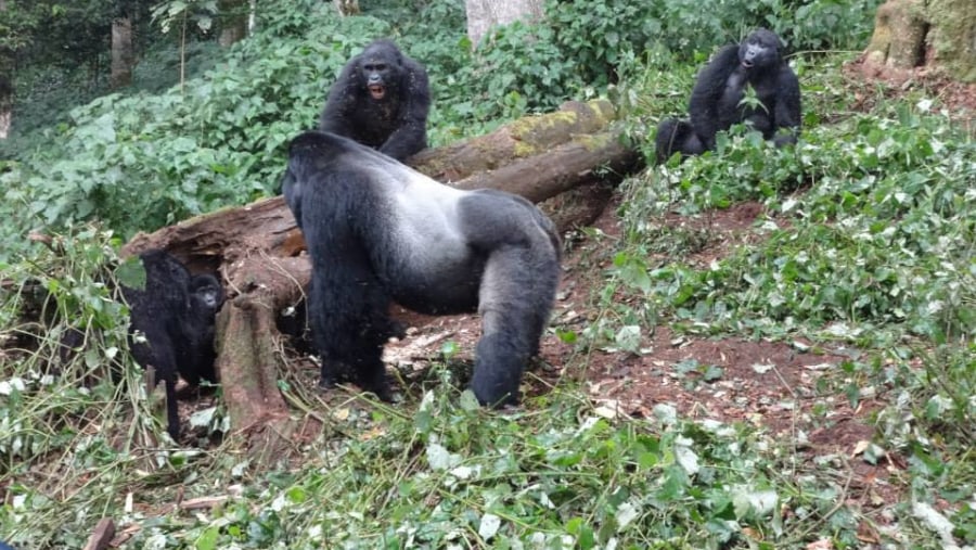 Mountain gorillas