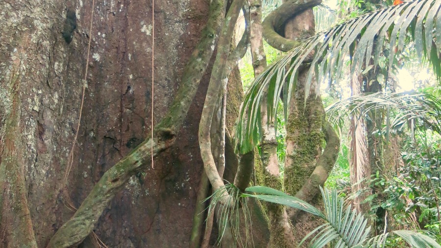 The beautiful Peruvian Amazon! 