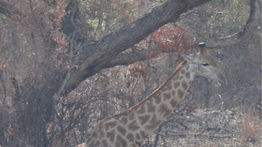 giraffe under tree