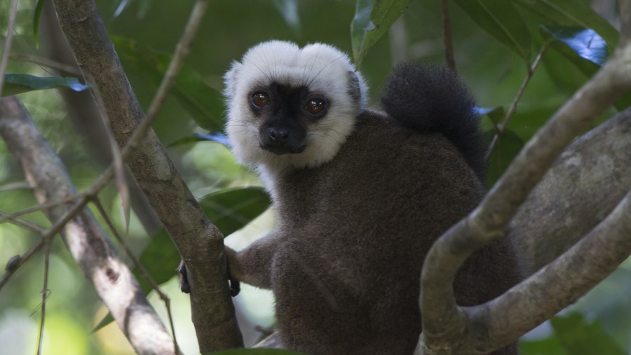 White fronted brown lemur ampano tours