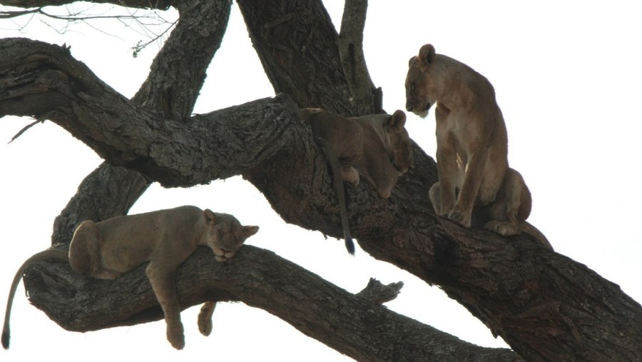 tarangire lioness