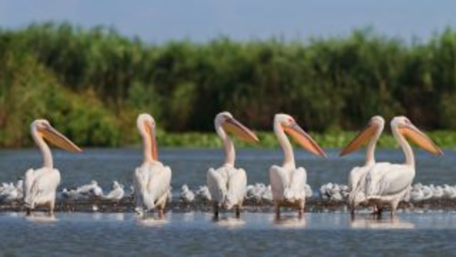 Pelicans