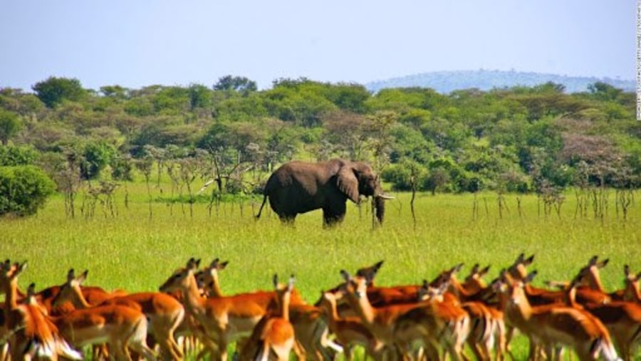 elephants_grazing antelopes at Mikumi park Southern Tanzania adventures