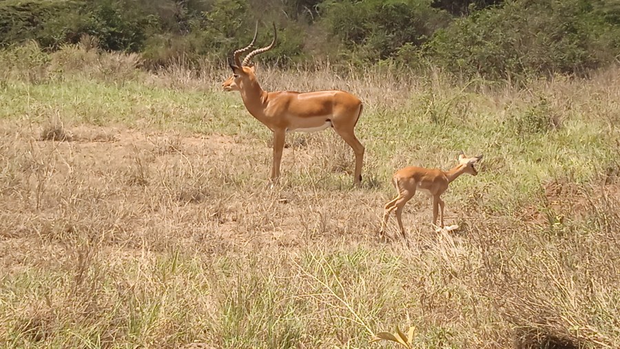 Nairobi National Park