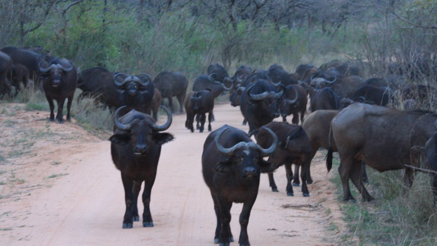 African Buffalo