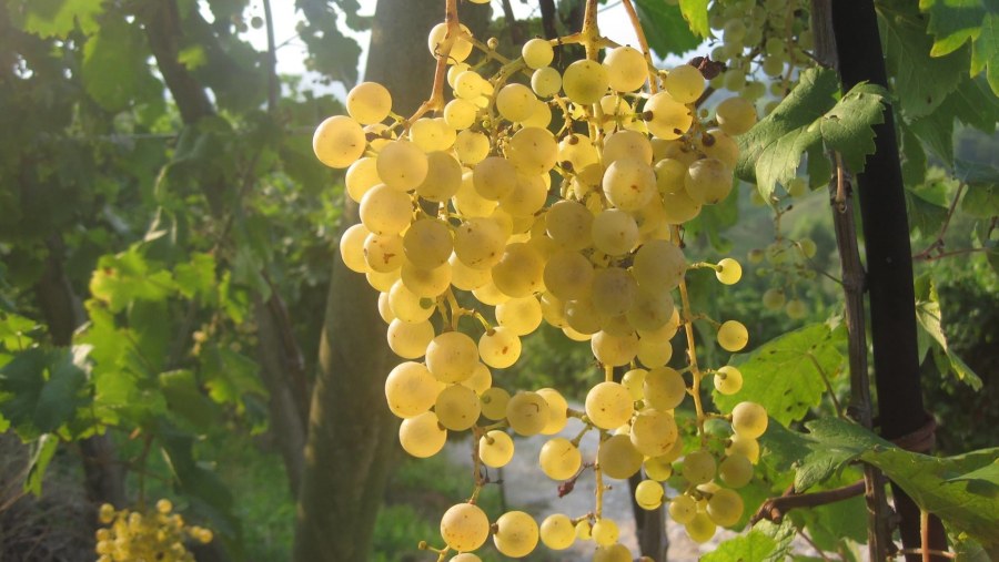 Prosecco grapes