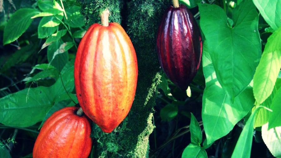 MOF - Brown cocoa Cocoa - Brown cocoa & fruits