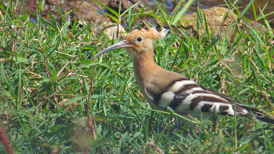 Hoopoe