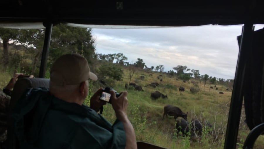 Herd of Buffalo