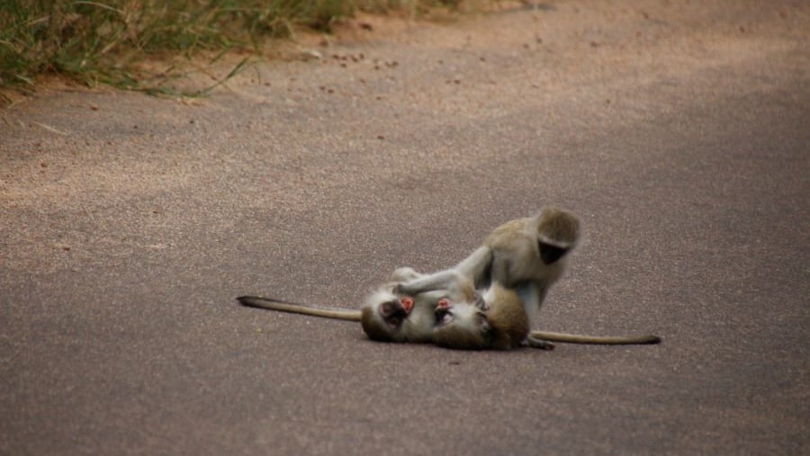 Vervet Monkeys playing