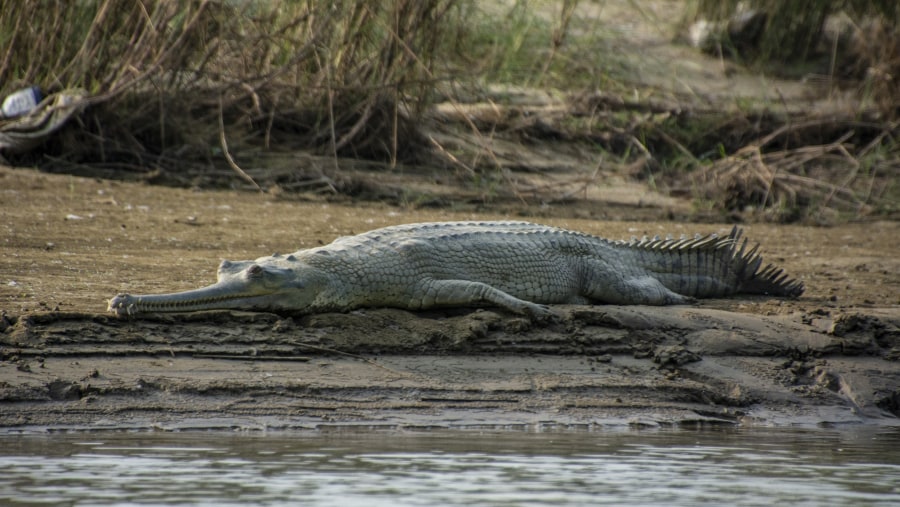 chitwan safari, chitwan national park, chitwan jungle safari package, jungle walk in chitwan