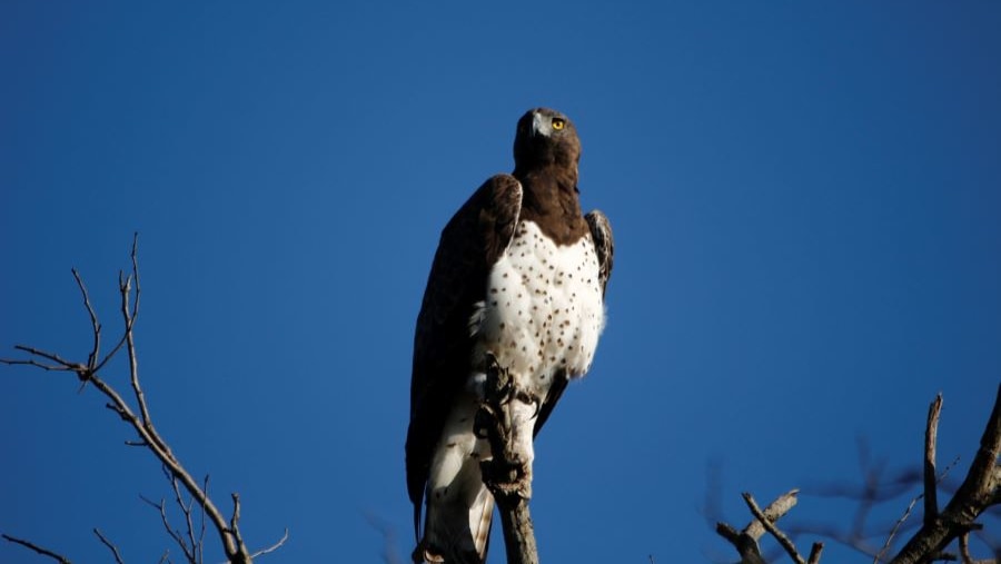 Martial Eagle