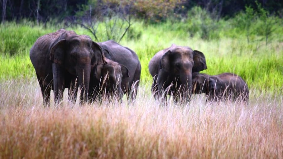 Elephants in whild