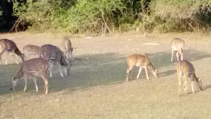 kaudulla national park