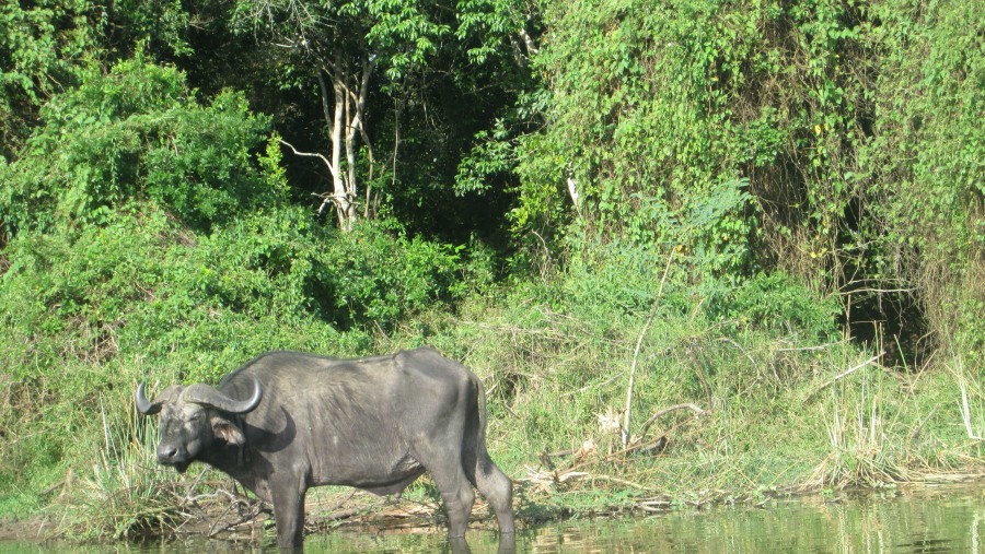 cape buffalo on l.mburo