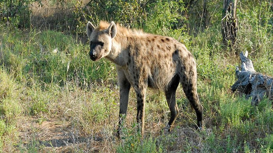 Spotted Hyena