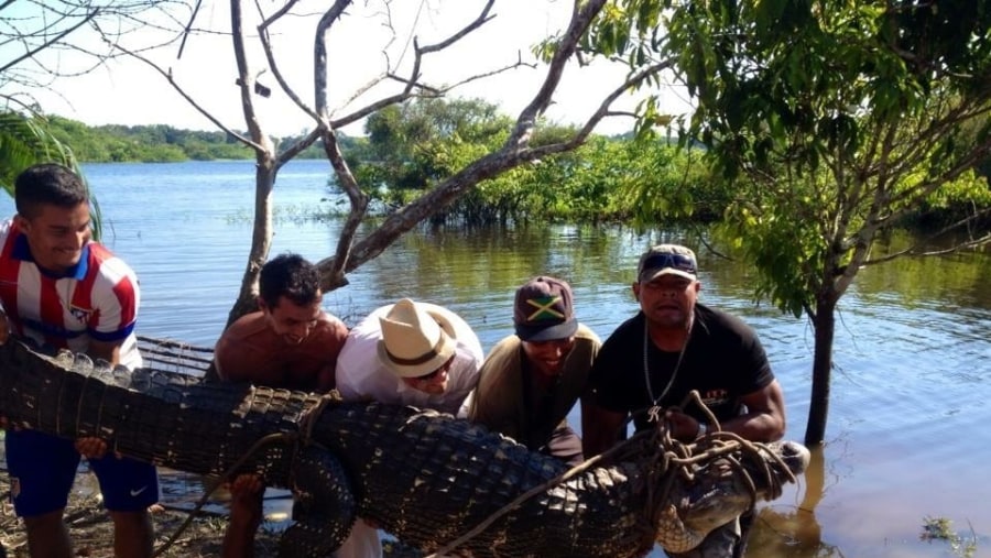 Black caiman