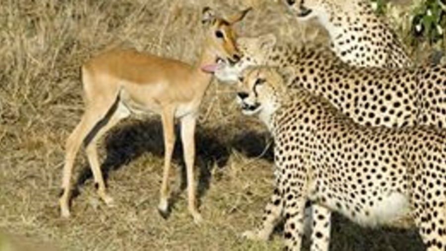 cheetahs on a breakfast