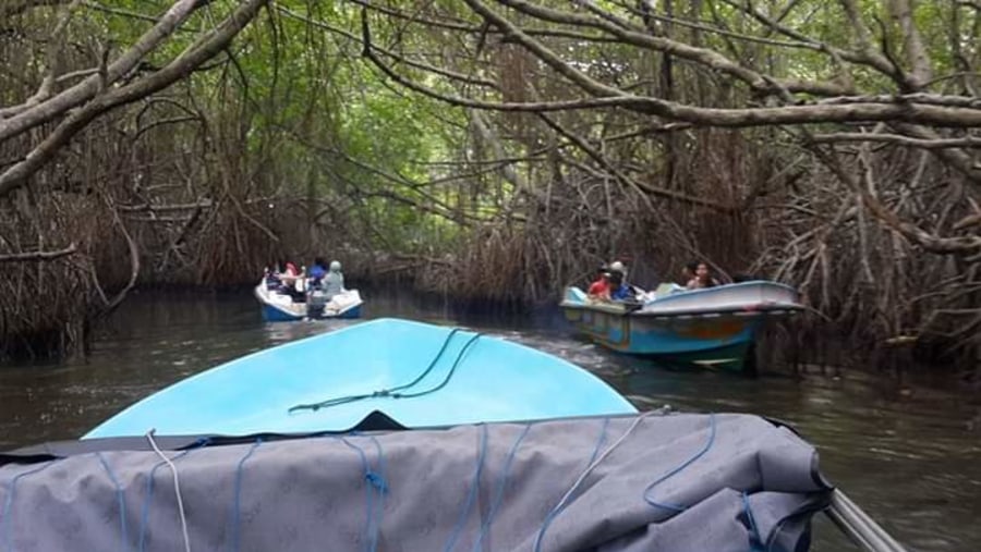 river boat safari ... Mangroves 