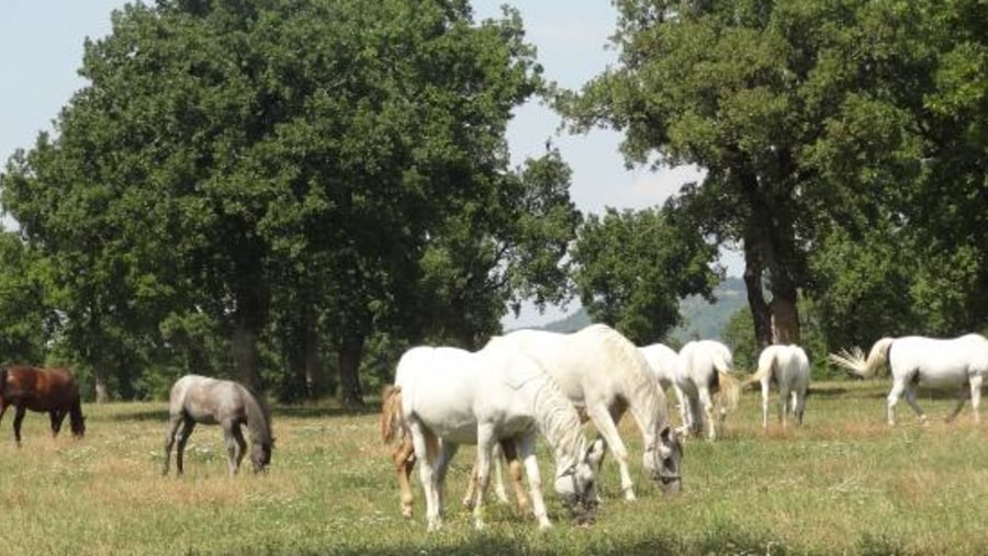 Lipizzan stud farm