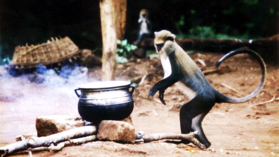 Boabeng-Fiema Monkey 