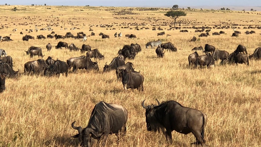 Maasai Mara Family trip