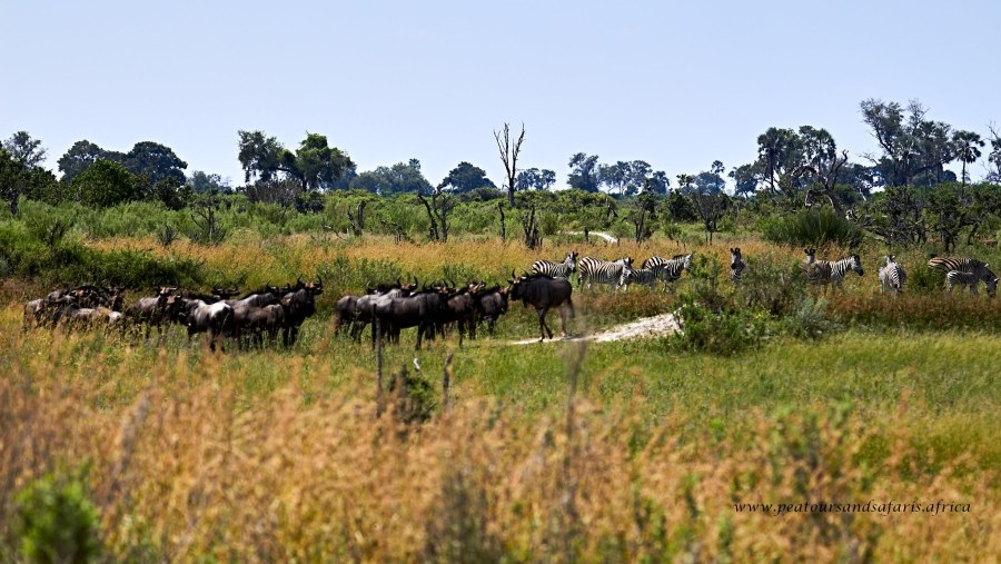 Wildlife in Okavango Delta