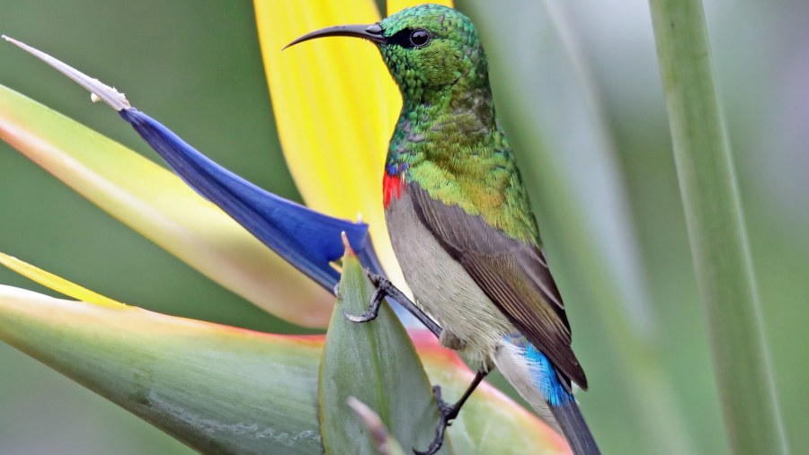 Southern Double Collared Sunbird perched on a Strelitzia