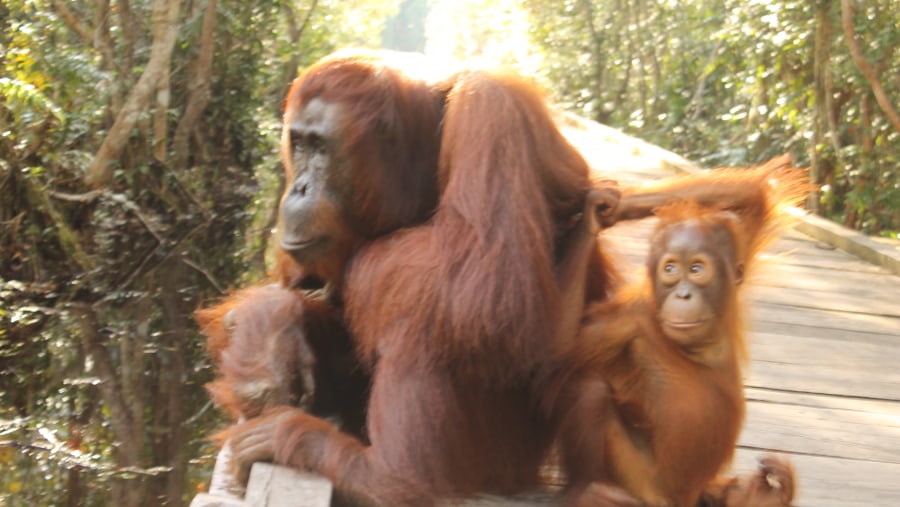 Orangutans at Camp Leakey