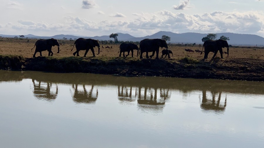 Elephants