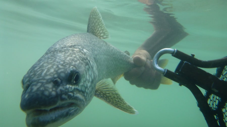 Lake Trout on the Fly