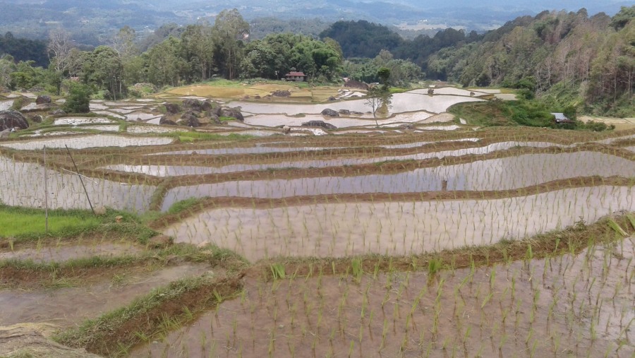 Constantino Toraja tour Guide is Perfect