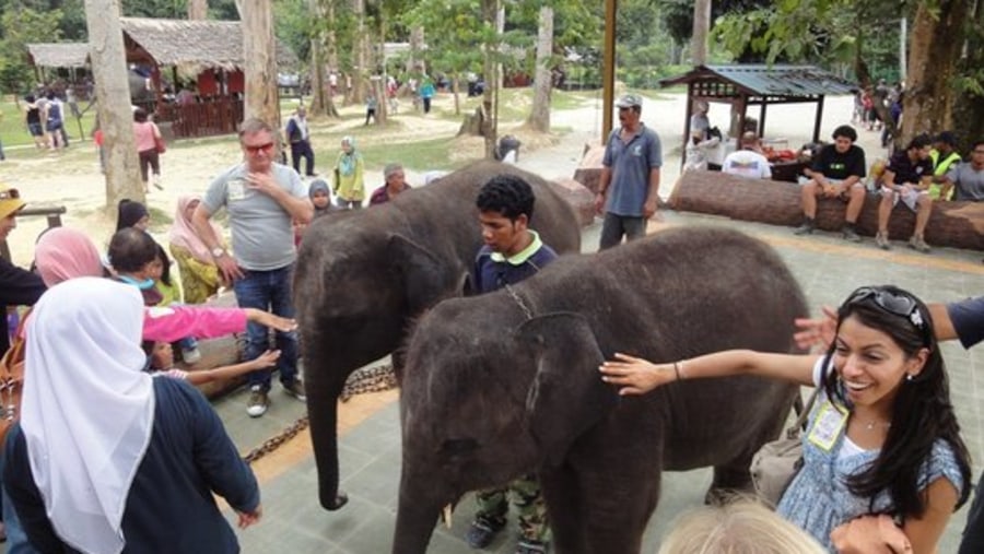 Get close to Baby Elephant