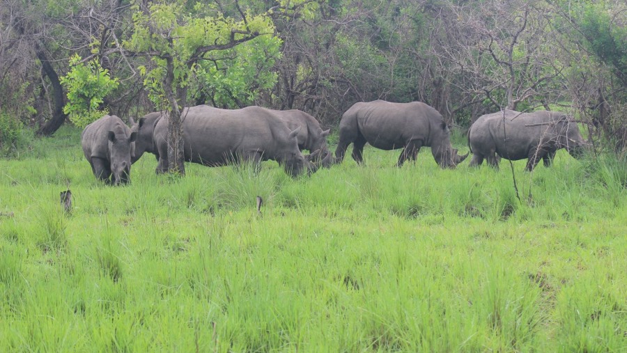 Rhino Trekking at Ziwa