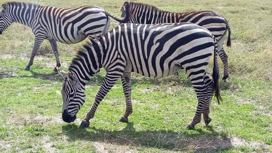 Zebras