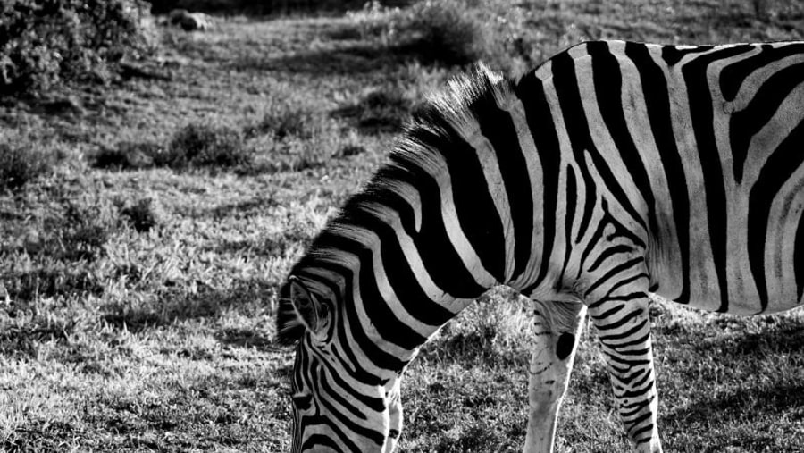 Pilanesberg zebra