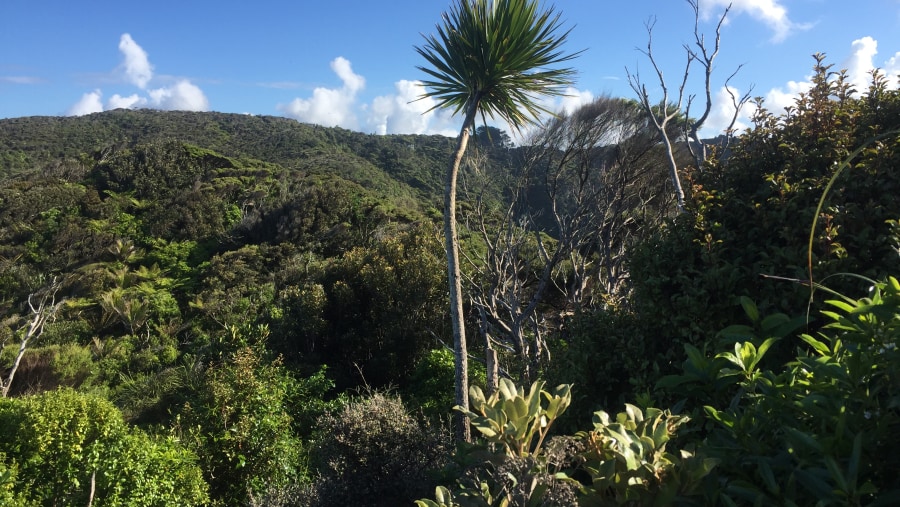 Ständig wechselnde Vegetation