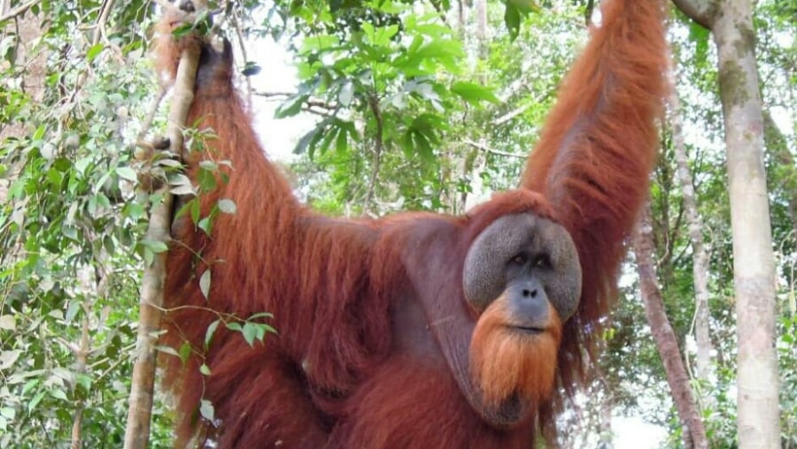 Sumatera Orang utan