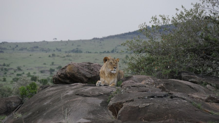 Unforgettable Safari in Kenya