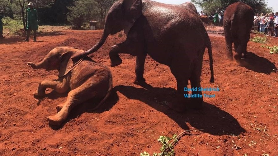 David Sheldrick elephant trust