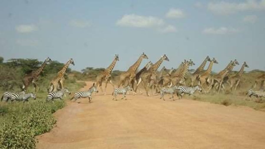 Little Migration in Mana Pools Park