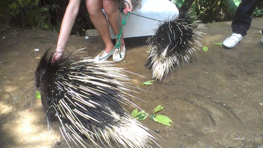 My gust enjoying the Porcupine