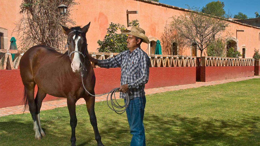 The criollos Horses at the Hacienda