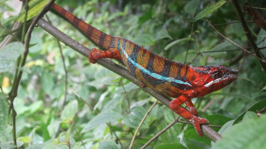 phanter chameleon