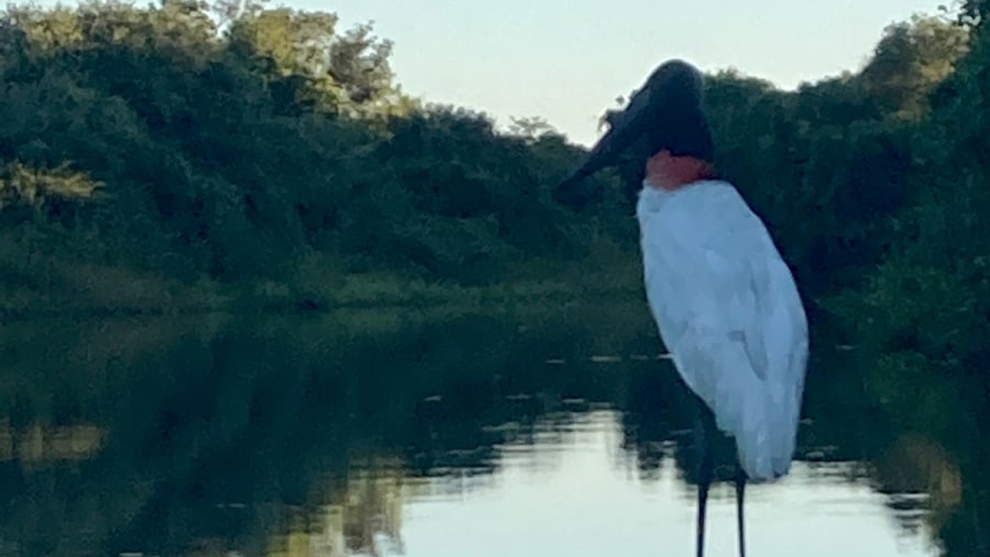 tuiuiu the biggest bird in Pantanal