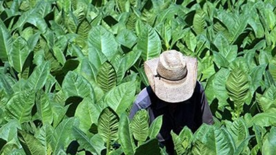 Tobacco planter