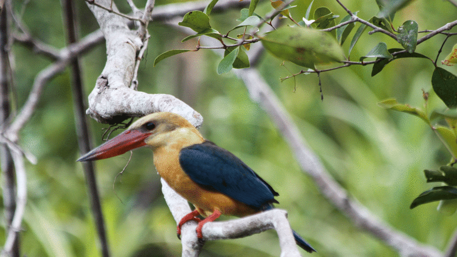 king fisher