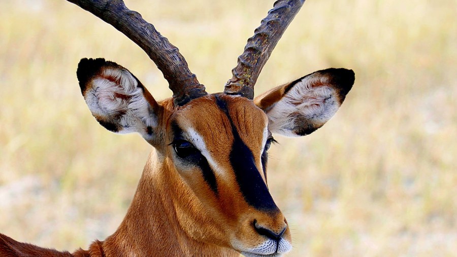 Black-faced Impala